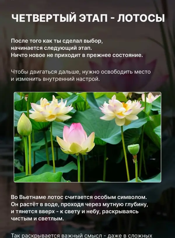 Четвёртый этап — лотосы