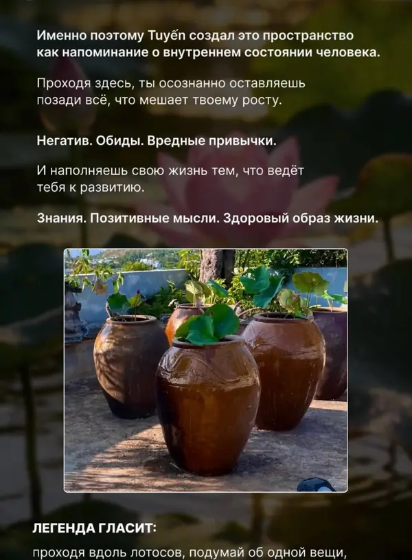 Лотосы — легенда