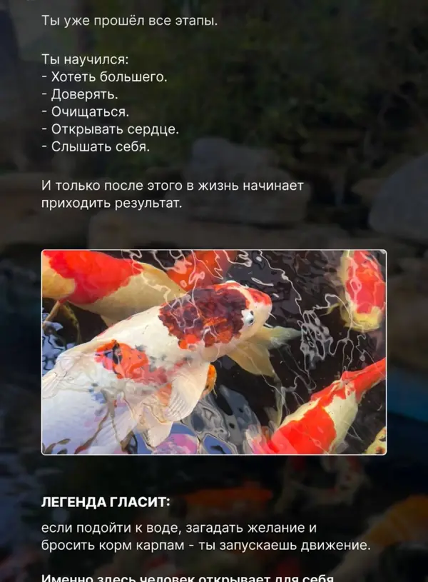 Карпы кои — легенда